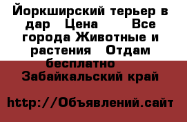 Йоркширский терьер в дар › Цена ­ 1 - Все города Животные и растения » Отдам бесплатно   . Забайкальский край